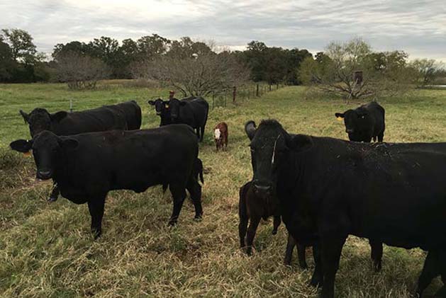 9K Ranch | Outstanding Maternal Abilities | Strict Culling Program ...